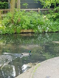 View of birds swimming in lake