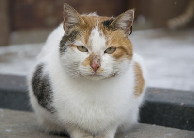 Close-up portrait of cat