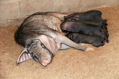 High angle view of animal sleeping