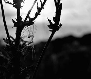 Close-up of plants against sky