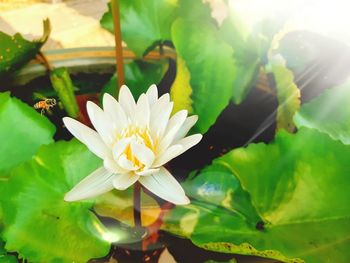 Close-up of white lotus water lily