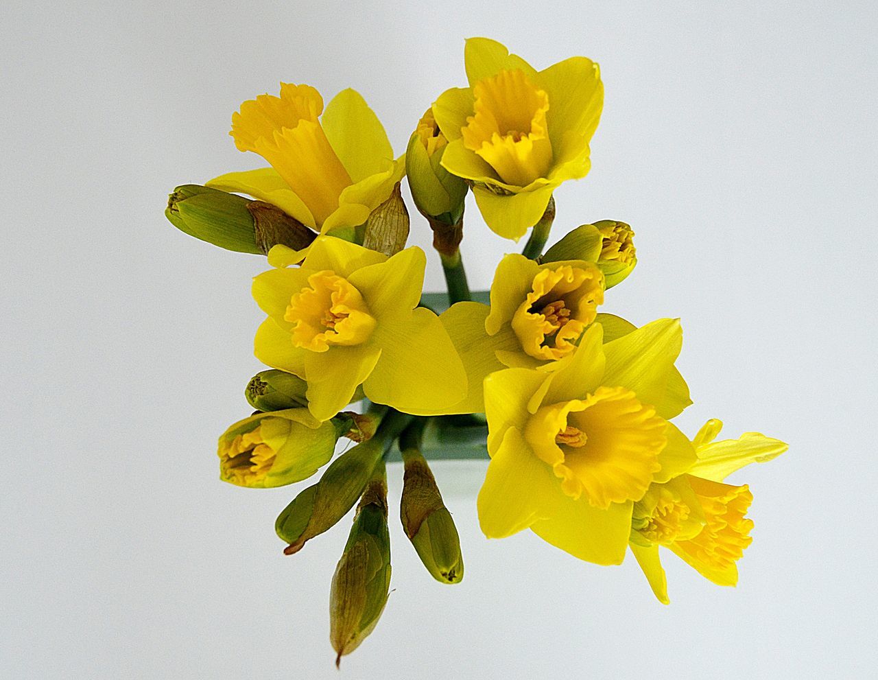 CLOSE-UP OF YELLOW FLOWER OVER WHITE BACKGROUND