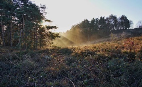 Sun shining through trees in field