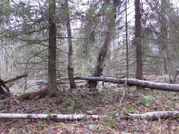 Trees in forest