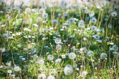 Close-up of plants growing on field