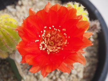 Close-up of red flower blooming outdoors