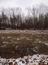 Bare trees in water