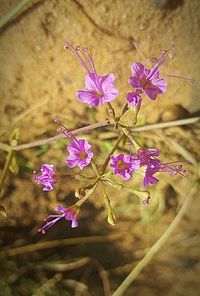 Close-up of purple flowers