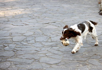 Dog carrying soccer ball in mouth on footpath