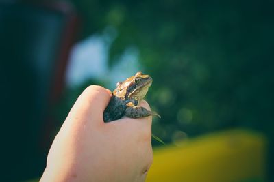 Close-up of hand holding butterfly