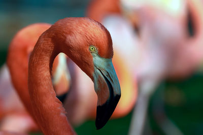 Close-up of flamingo