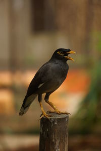 Close-up of bird perching on wooden post