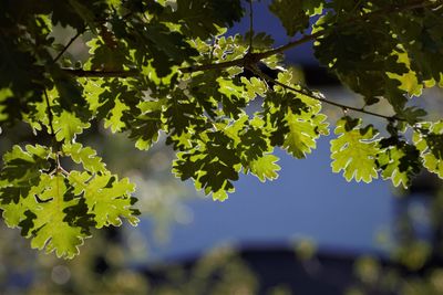 Low angle view of leaves on tree against sky