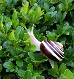 Close-up of food on plant