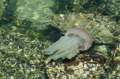 High angle view of turtle in sea