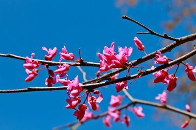 Low angle view of pink flowers against blue sky