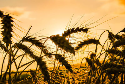 Close-up of barley crops against orange sky during sunset