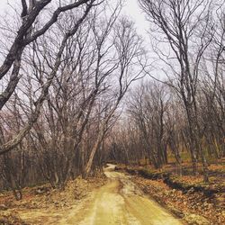 Road amidst bare trees against sky