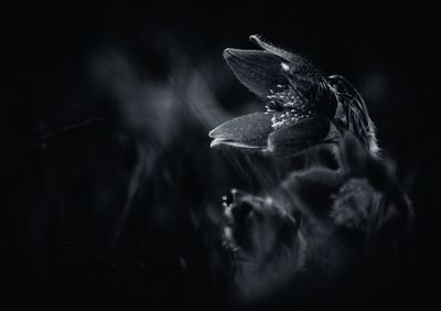 Close-up of bird in water