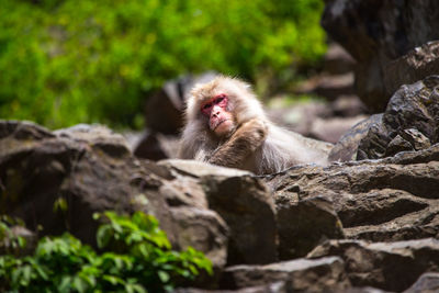 Monkey sitting on rock