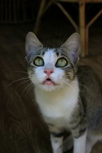 Close-up portrait of cat