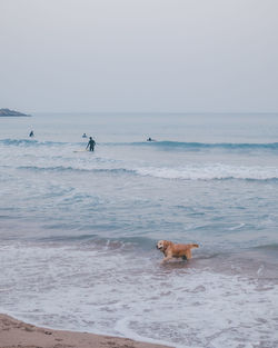 View of a dog on beach