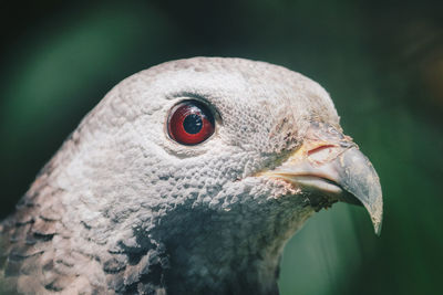 Close-up of a bird