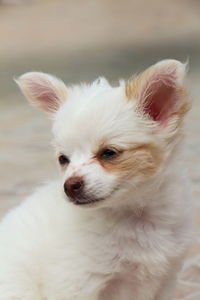 Portrait of white puppy