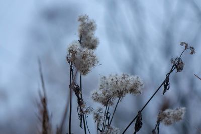 Close-up of wilted plant against sky