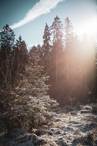 Trees on snow covered land against sky