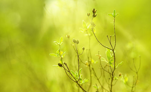 Close-up of flower buds