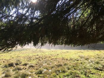 Trees on field against sky