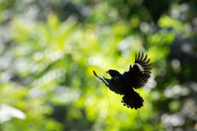 Close-up of bird perching on plant