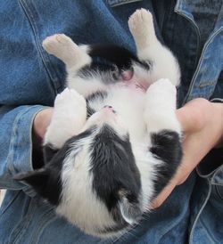 Cat sleeping on couch