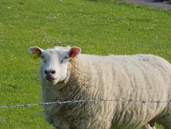 Portrait of sheep standing in farm