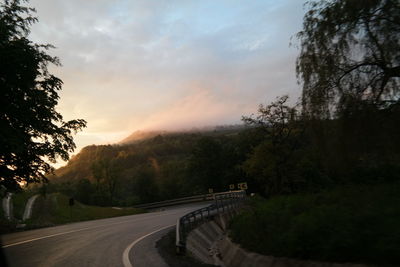 Road along trees