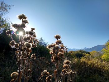 Low angle view of flowering plants against clear sky