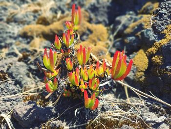 Close-up of succulent plant