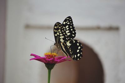 Close-up of butterfly pollinating on pink flower