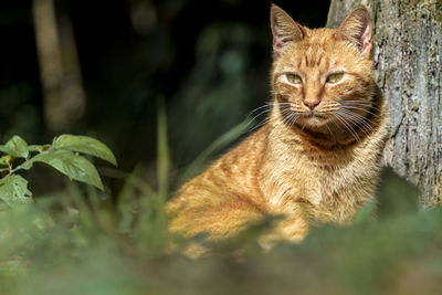 Cat sitting in a field