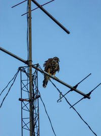 Low angle view of bird perching on cable against sky