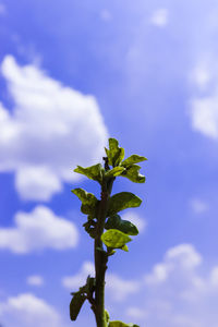 Low angle view of plant against sky