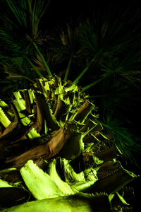 Close-up of fresh green plant against black background