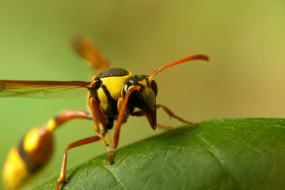 Close-up of insect on leaf