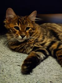 Close-up portrait of a cat resting