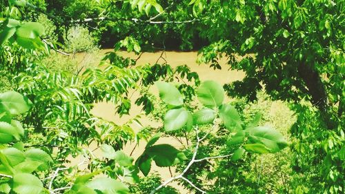 Plants growing on a tree