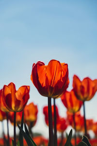 Close-up of red tulip