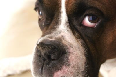 Close-up portrait of a dog