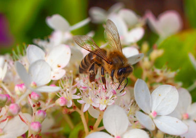 Close-up of bee pollinating on pink flower