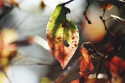 Close-up of autumn leaves on tree